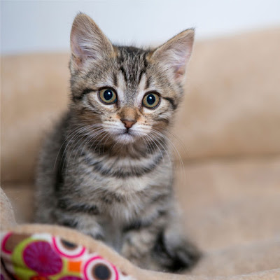 A curious tabby kitten sits on the sofa with a toy