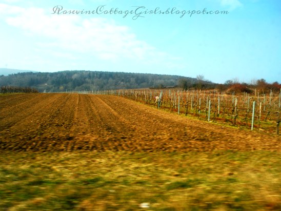 Vineyards in Weisenheim am Berg - Germany 