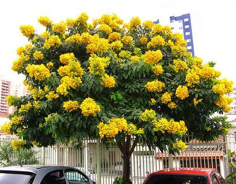 Herba Adalah Penawar Pelbagai Penyakit. : DAUN SENNA 