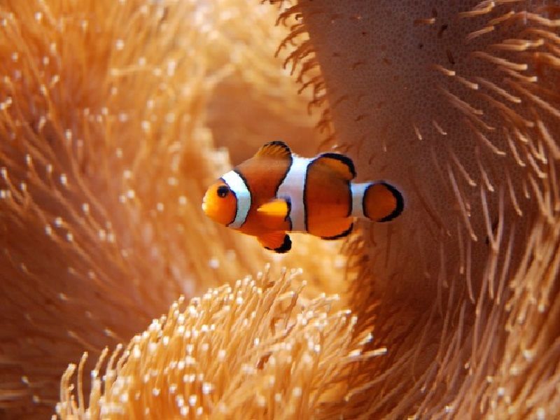 Jenis Ikan  Nemo  Terlucu dan Terlaris di Pasaran