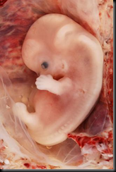 embryo