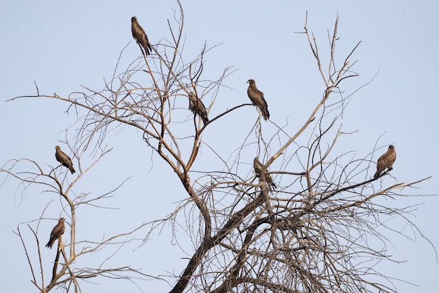Black Kite काली चील (Milvus migrans) Sanjivini Nagar, Jabalpur 2022