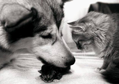 casal de cão e gato, cão x gato, cat x dog, cão gato e filhote, cão com filhote de gato, cão cuidando de gato, cão pastor e gatinho