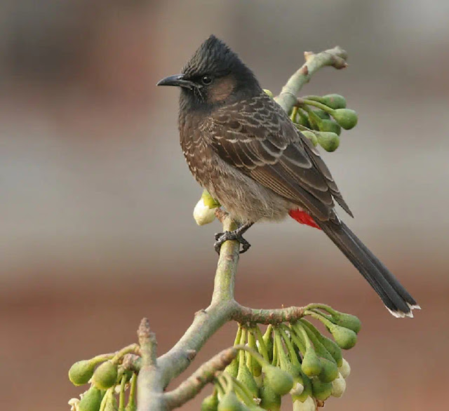 লালপুচ্ছ বুলবুল