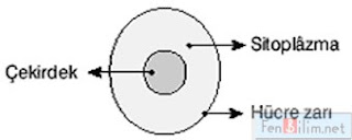 7.Sınıf Hücre Konu Anlatımı