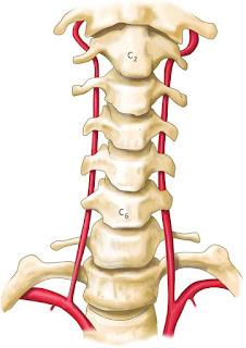 H1: Động mạch đốt sống (dải màu đỏ đi qua các mỏm ngang ở 2 bên đốt sống cổ) đưa máu từ tim lên trên đầu