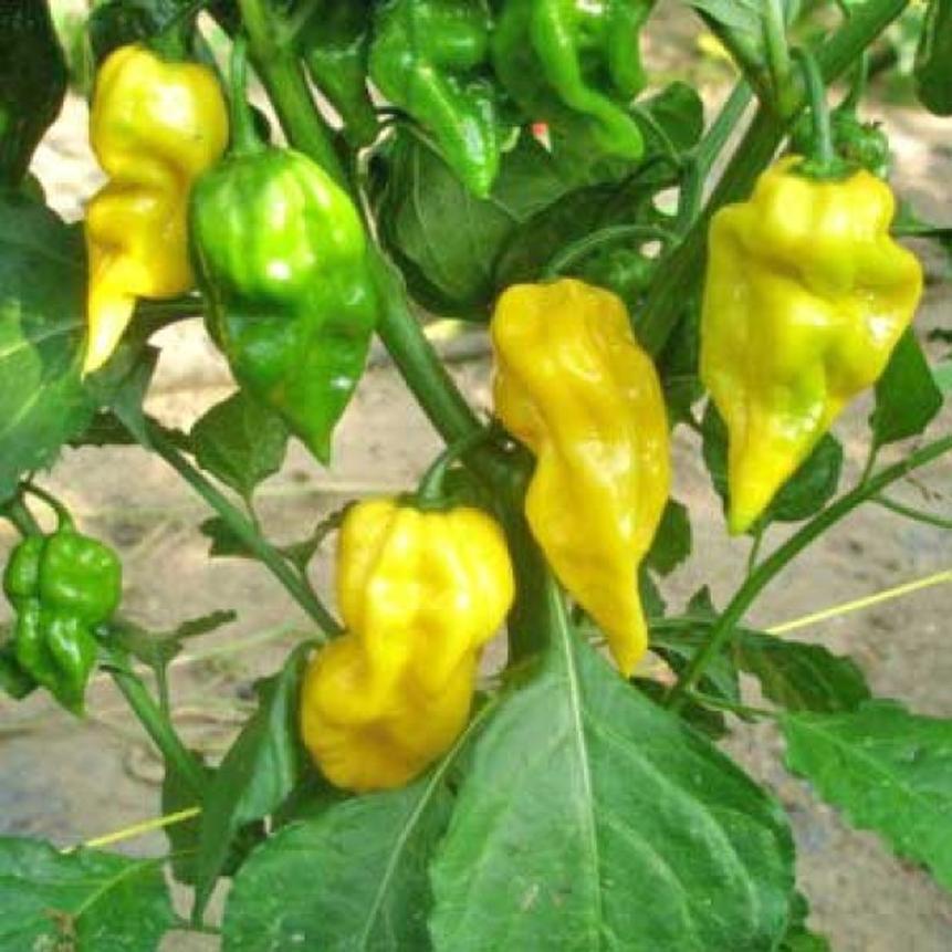 benih bibit cabe super pedas habanero lemon haira seed Jawa Barat