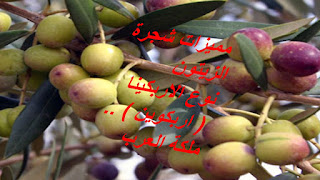 المهندس الزراعي