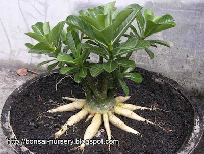 Adenium repairing root