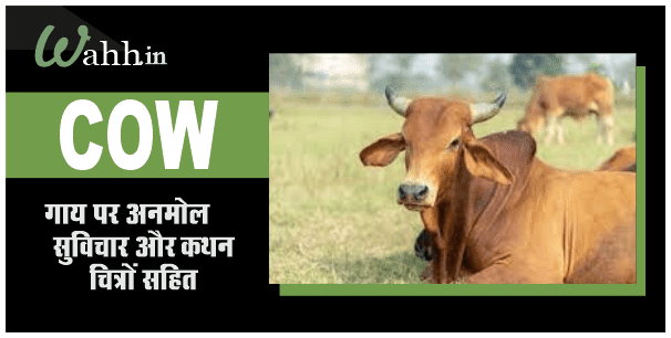 Cow Quotes In Hindi