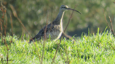 Zarapito (Numenius phaeopus), Cerros del Peñol, sector Olmopulñli, Maullín