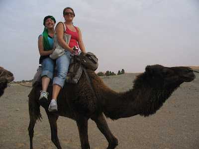 Camels in the dessert