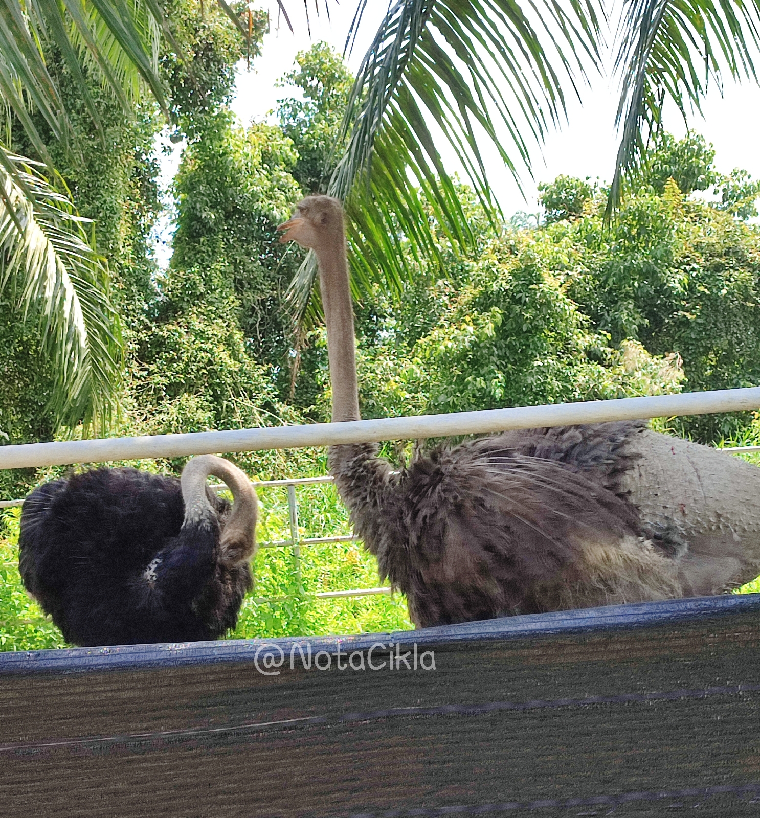 Husin Fauzi Farm; taman haiwan yang mesti dikunjungi kalau ke Kuala Selangor.