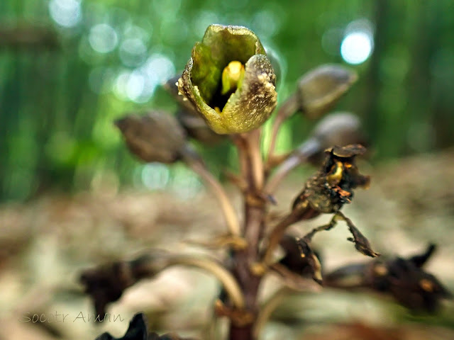 Gastrodia confusa