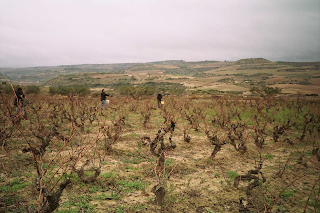 Rioja vineyard.