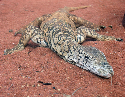 Perentie pics