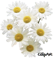 daisy02