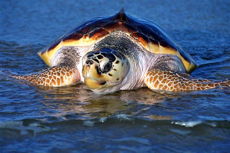 Loggerhead Turtle Facts. about loggerhead by Facts,