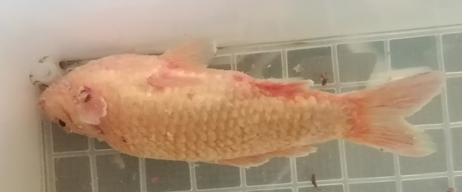 金魚 4年の生涯と閉じる 白雲病 カビ 疑問体験日記 金魚 4年の生涯と閉じる 白雲病 カビ 疑問体験日記