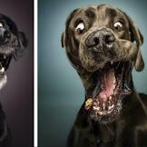 Hilarious Expressions Of Dogs Trying To Catch Treats In Mid-Air (New Pics)