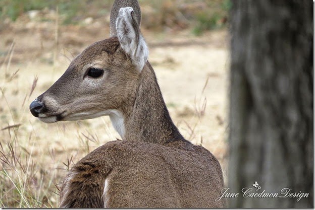 Asthedeer3
