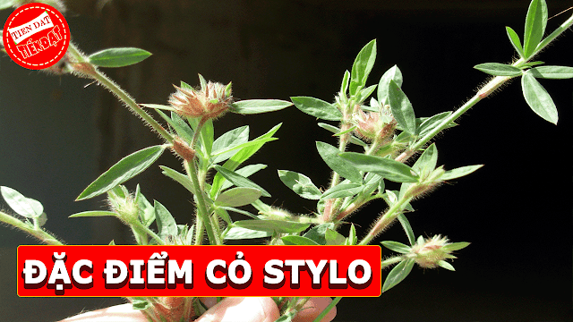 Đặc điểm cỏ stylo