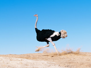 Running Late Ostrich