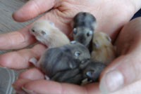 Dwarf Hamster Babies