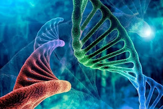 What is the truth about "junk" parts in the genetic material of humans? The latest version of the list of human gene names contains 43,238 genes, of which 19,369 are protein-coding genes, and the rest are located in what was formerly called "junk genetic material".  The discoveries of scientists in the middle of the last century about the genetic material of living organisms represented a turning point in our understanding of biology, as it opened a completely different horizon for the study and understanding of biological systems and the molecular or structural level of it.  Determining the structure of deoxygenated DNA - known for short as "DNA" (DNA) - is the most important of these discoveries.  This was done by the British chemist Rosalind Franklin, the American biologist James Watson and the British physicist Francis Crick; This effort resulted in the most famous model in science, the DNA synthesis model.  Following these discoveries is another important discovery by the American cytogeneticist Barbara McClintock, who discovered mobile genetic factors, a discovery that was not widely accepted at the time, before the scientific community understood the importance of what she found and was awarded the Nobel Prize for it in 1983.  Unexpected results The second milestone in the field of molecular biology was the Human Genome Project, which began in the late 1990s with the aim of producing the first complete sequence of the human genome, and the entire genetic material of an organism.  This project published the first draft of the human genome in 2003, covering about 90% of it, and took several years at an estimated cost of $3 billion.  It took about 20 years to complete the remaining 10% of the genome, and the journal "Science" published in the April 2022 issue the closest-complete version of the human genome for the first time.  The first draft and subsequent improvements opened unprecedented prospects for analyzing the genetic structure of humans, the most important of which is the identification of genes and their functions.  The surprising result was that only a very small percentage of the human genome found its function in the period following the publication of the first draft, while more than 90% of its sequences remained without a known function.  The portion whose function was recognized was mostly protein-coding genes; Any containing instructions for the production of proteins.  The rest of the genome was termed as non-coding protein sequences, and was then considered nonfunctional, or of unknown function.  Here, a theory came to mind by the Japanese-American evolutionary biologist Suzumo Ono - published in 1972 - which saw that the non-coding protein sequences in the genomes of living organisms are a remnant of the evolution process that occurred in living organisms over thousands of years; Thus it is nothing more than "junk"; The cells kept the useful (protein-producing) part functioning, and those other parts were left over from the evolution process. He called it "junk genetic material".  Two giant projects The fact that these sequences contained functional parts (that perform regulatory functions) still haunted the scientific community, and the "genetic junk theory" seemed too simple and straightforward; Therefore, efforts to study non-coding protein sequences began, and evidence began to accumulate that parts of them perform very important vital functions in regulating the production of proteins within cells.  These efforts combined into two giant projects: the Encyclopedia of DNA Elements Project, and the Epigenome Roadmap Project.  The first project was concerned with the study of non-functionally encoded sequences, and an attempt to know the functions and mechanisms of work of the genetic material in these parts. The project published its results for the first time in the journal Nature in 2012. The journal also dedicated a mini -site to the research papers resulting from the project, which have nearly 50 papers so far.  The second project was concerned with studying all the chemical changes and modifications that occur to any part of the genome, and modify its function, especially in the non-coding protein sequences. The results of this project were also featured in Nature in 2015 on a microsite .  Junk that is no longer Surprisingly, the two projects were able to determine the functions of nearly 85% of the human genome, including non-coding sequences; This weakened the "genetic junk" theory and the idea that these sequences were just an accumulation of unnecessary genetic material that occurred during the evolution process.  The two projects found that large portions of these sequences perform regulatory functions; Such as activating, inhibiting, starting and stopping the processes of producing proteins, and they also found that there are parts of these sequences that move from their position to inside the protein-encoding genes to move them from the state of latency to the state of activity, which is exactly the mobile genetic elements that were first described by McClintock in the middle of the last century, and they also found Also parts of the genome are active, but they haven't found their function or reason for their activity yet.  Over the following years, scientists used the results of the two projects to provide a better understanding of the functions and components of the human genome, their role in diseases, their interaction with drugs and other important applications, including what was presented by the Tumor Genome Analysis Project, which provided an analysis of cancer-causing mutations in non-coding sequences; In a study, the largest of its kind to date, as it included more than 2,650 complete genomes taken from cancer cells, the journal Nature published the results of the project in 2020.  Another study from the same project found a strong relationship between 122 non-protein-coding LncRNA (LncRNA) genes and tumorigenesis, and its results were published in the same year.  On the other hand, some evolutionary biologists rejected the results of the two projects, considering that the mere presence of activity in a region of the genome is not sufficient evidence that it performs a function.  Despite this, we find that the term “junk genetic material” has been decreasing continuously since 2014, as the PubMed research database indicates that the term was mentioned in 80,691 research papers from 1972 until today, and reached a peak In 2013, it amounted to nearly 4,000 papers, then its mention decreased in research published annually, until it reached 1,272 papers in 2022.  The latest version of the list of human gene names issued by the Gene Nomenclature Committee of the National Human Genome Research Institute in the United States contains 43,238 genes, of which 19,369 are protein-coding genes, while the rest (more than 23 thousand genes) are located in what was formerly called "Article genetic scrap".