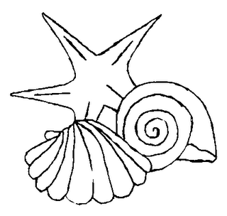 Dibujo de Estrella de Mar, Concha y Caracol para Colorear