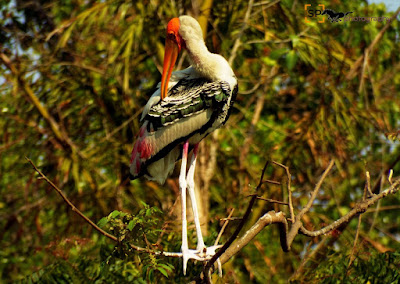 Painted Stork