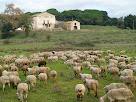 La masia de Can Perereda