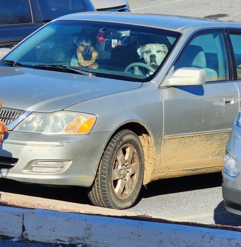 Witzige Autofahrer Bilder zwei Hunde am Steuer Freizeit mit Freude: Entspannung, pur Alltag, Alltagsgott, Ausflug, Auto, Komische Begebenheiten des Lebens