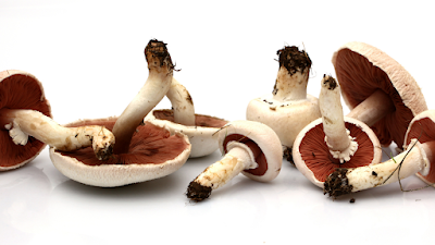 mushrooms laid on white background