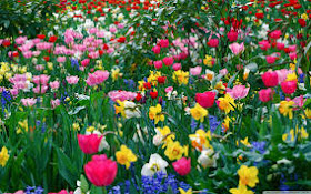 Spring Flowers - Flowers of Spring Pictures