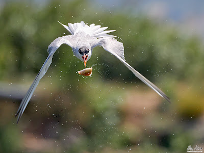 Tern Catching Fish in the Air