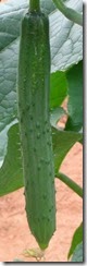 DSC02495