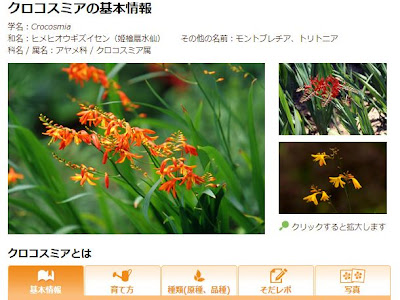 いろいろ クロコスミア 花が咲かない 613559-クロコスミア 花が咲かない