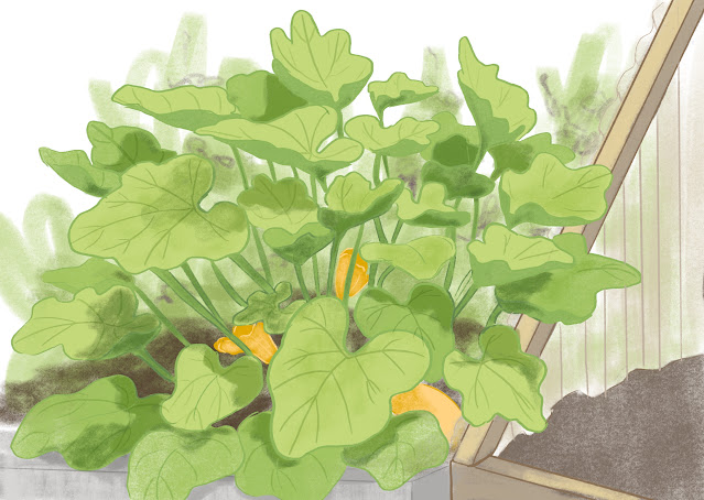 A colored sketch of the zucchini plant in my garden