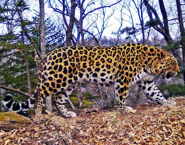 Leopardo de Amur saiu da beira da extinção, resultado de estratégias de proteção implementadas neste século