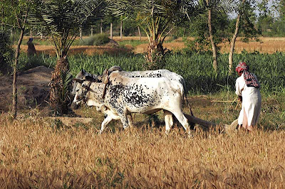 Beauty of Village Life