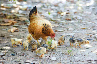 ternak ayam kampung rumahan