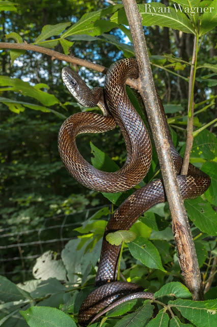 black ratsnake