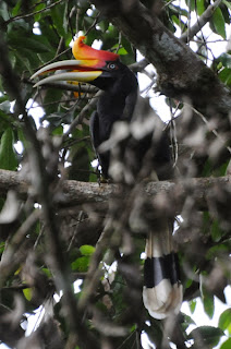 Rhinoceros Hornbill (Buceros rhinoceros)