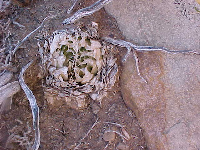 Haworthia lockwoodii