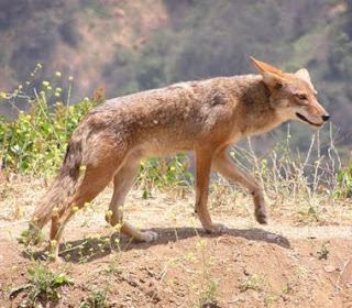 Animales que viven en desierto