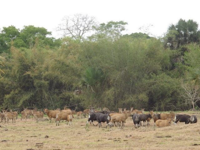 Savana in Indonesia that Pampers the Eye