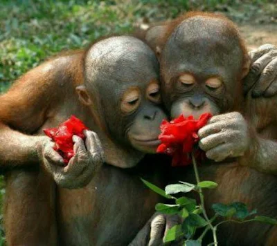 O amor está no ar e esses animais estão todos prontos para o dia dos namorados.