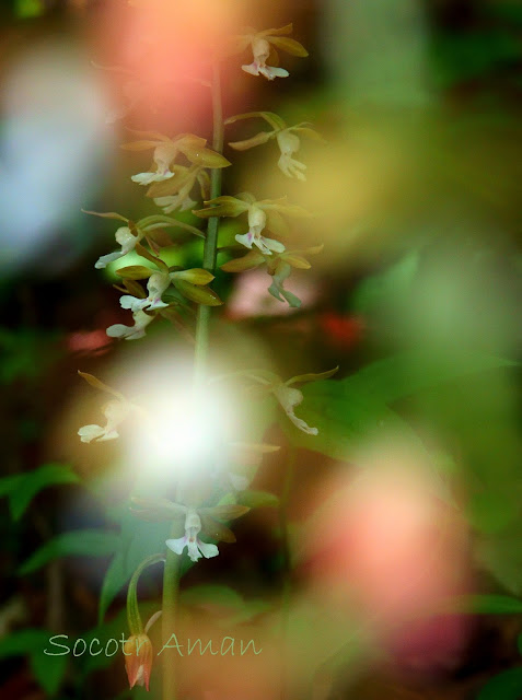 Calanthe discolor