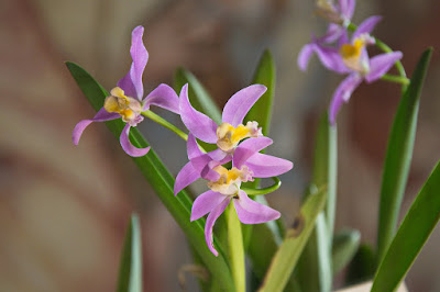 Laelia longipes care and culture